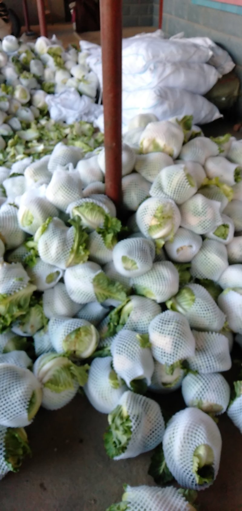 白花菜