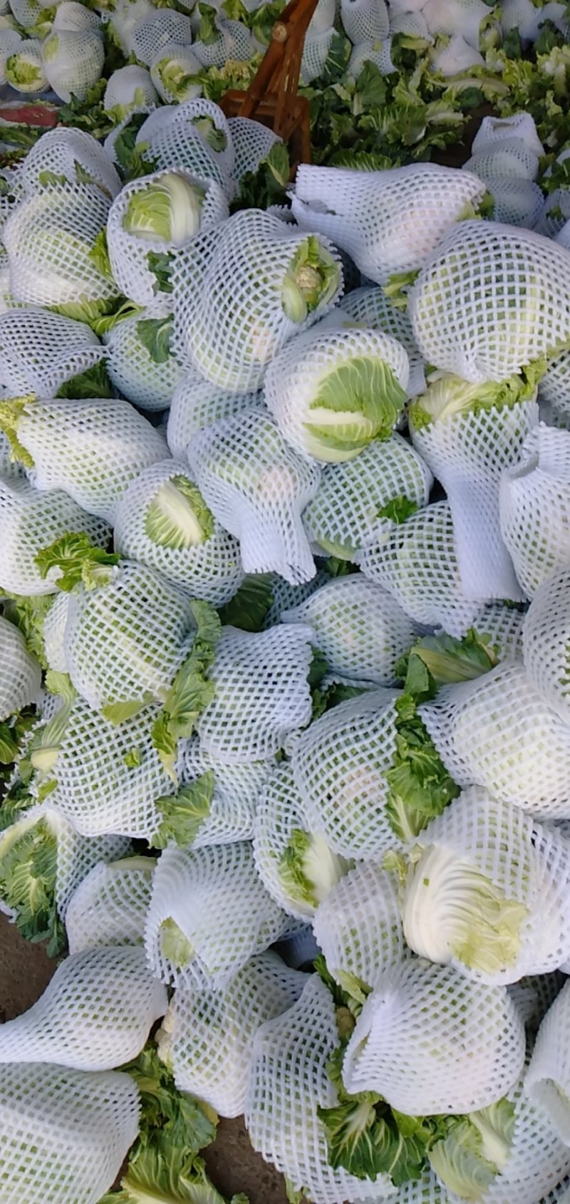 白花菜