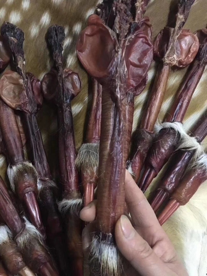 鹿鞭