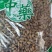 苍耳子内蒙颗粒饱满（生~炒）实物拍摄一公斤起