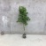 紫藤花树苗爬藤植物庭院围墙四季开花盆栽花苗绿植花卉藤蔓紫