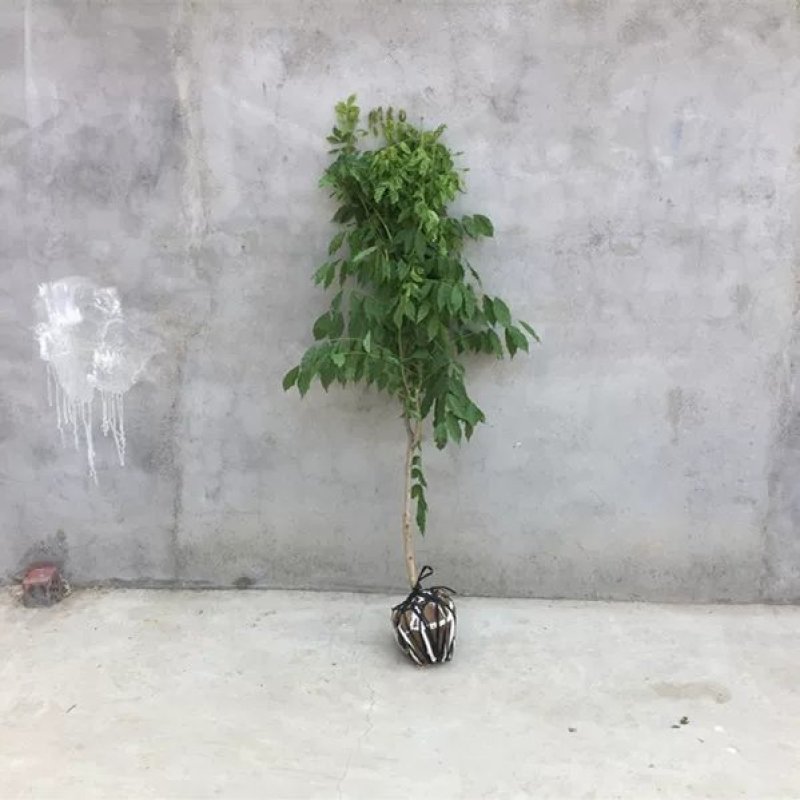 紫藤花树苗爬藤植物庭院围墙四季开花盆栽花苗绿植花卉藤蔓紫