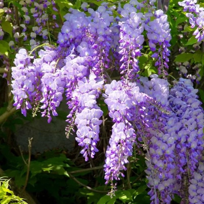 紫藤花树苗爬藤植物庭院围墙四季开花盆栽花苗绿植花卉藤蔓紫