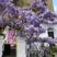 紫藤花树苗爬藤植物庭院围墙四季开花盆栽花苗绿植花卉藤蔓紫