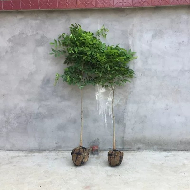 紫藤花树苗爬藤植物庭院围墙四季开花盆栽花苗绿植花卉藤蔓紫