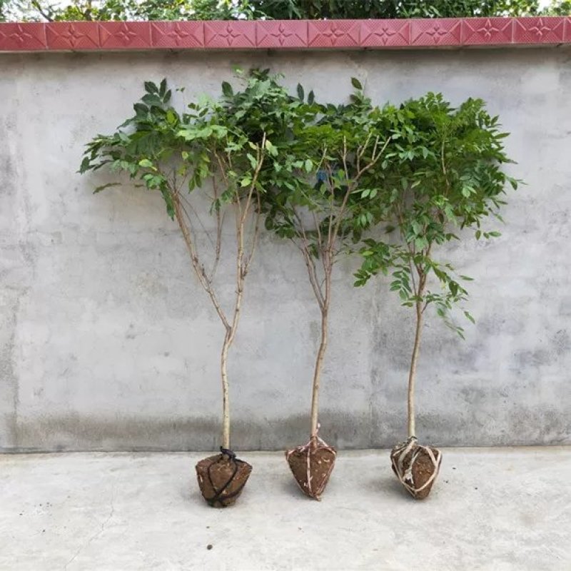 紫藤花树苗爬藤植物庭院围墙四季开花盆栽花苗绿植花卉藤蔓紫