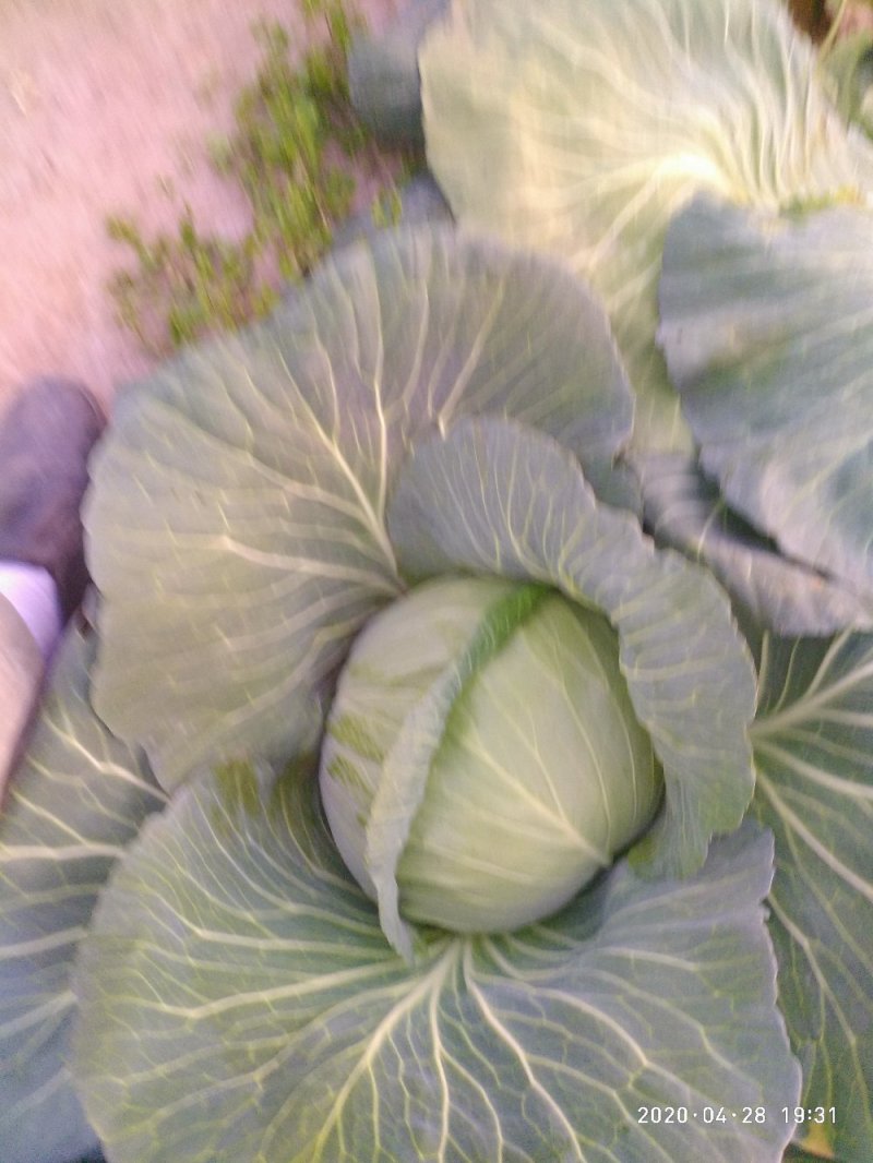 包菜春福来
