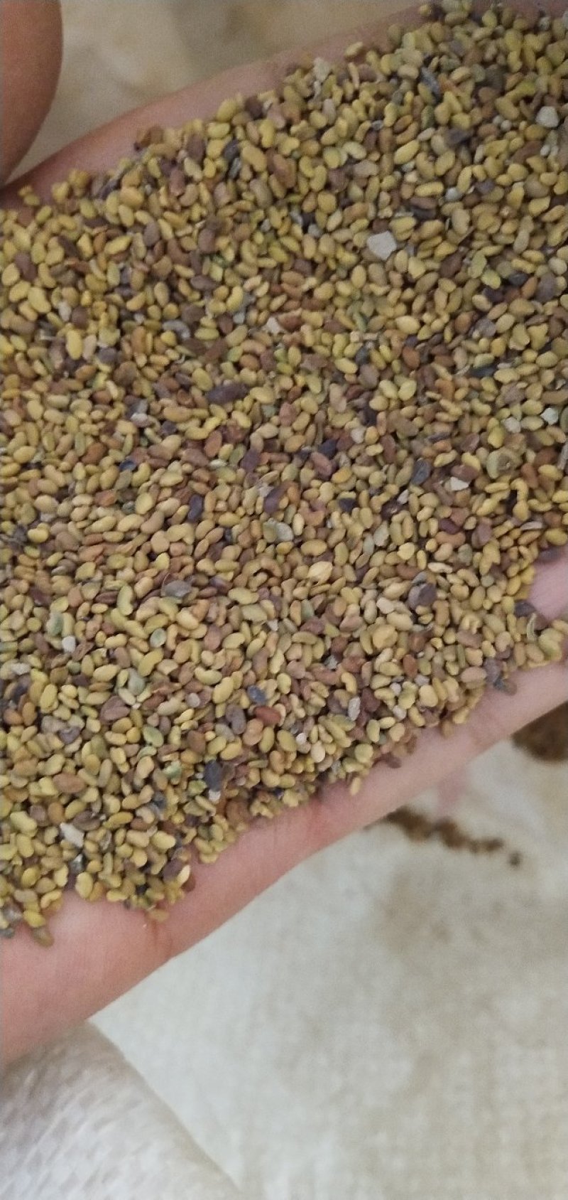 紫花苜蓿籽（草籽）新籽芽率高