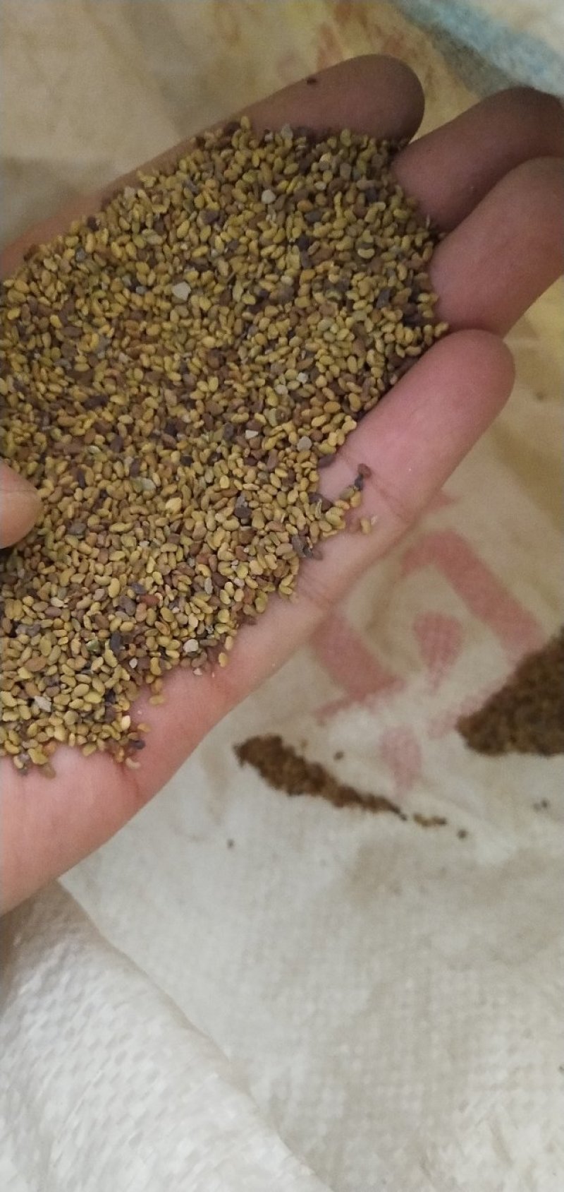 紫花苜蓿籽（草籽）新籽芽率高
