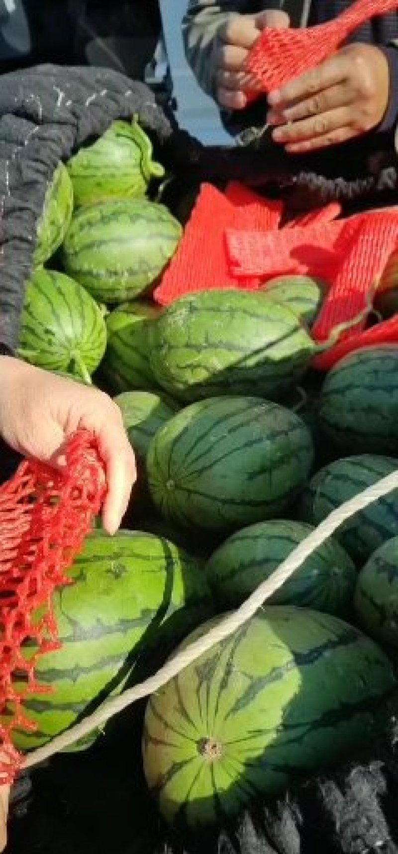 山东西瓜产地，潍坊红玉西瓜产地直销，早春红玉西瓜基地