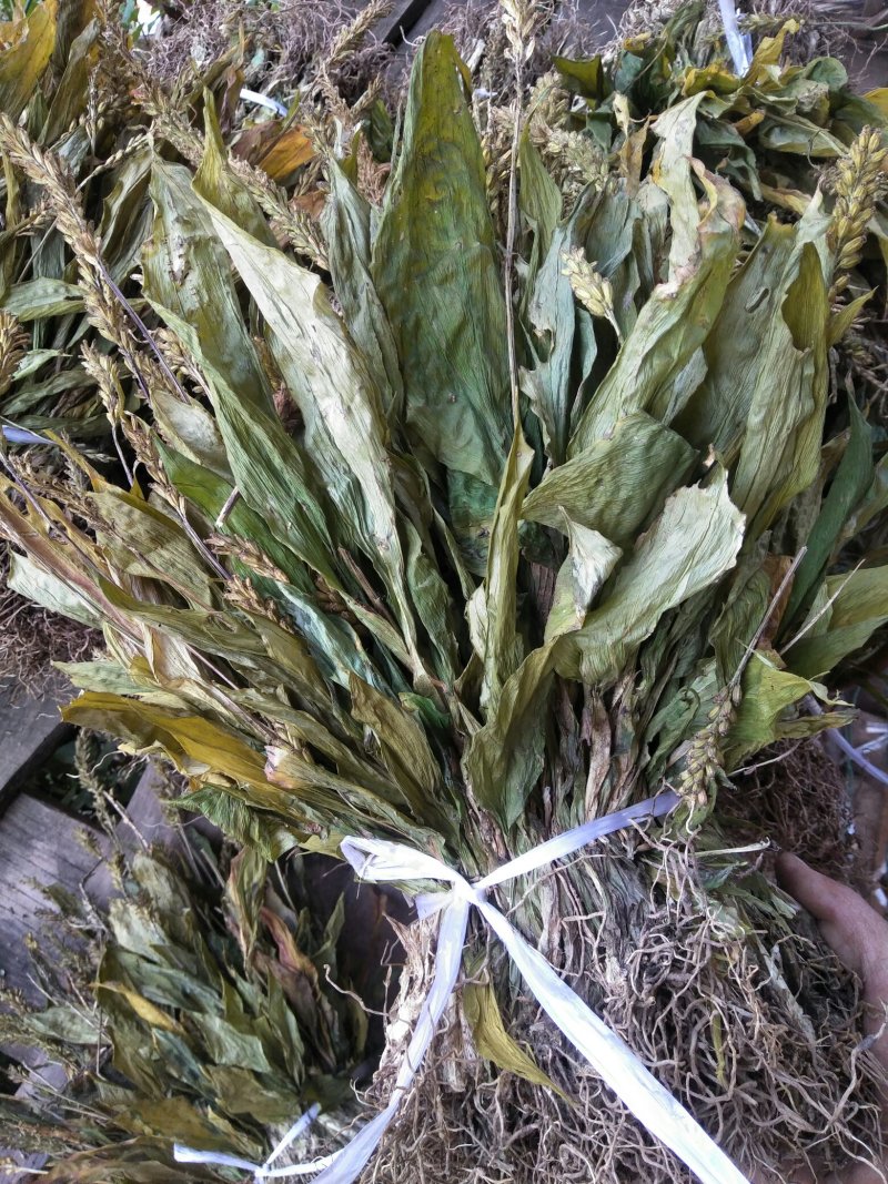 见血清干货需要联系我哦