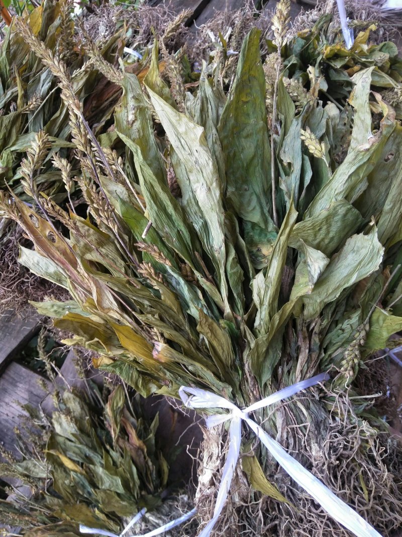 见血清干货需要联系我哦