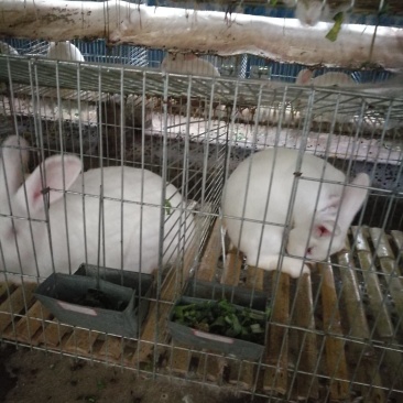 高品质肉兔