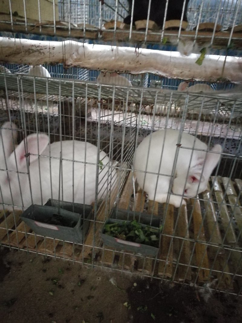 高品质肉兔