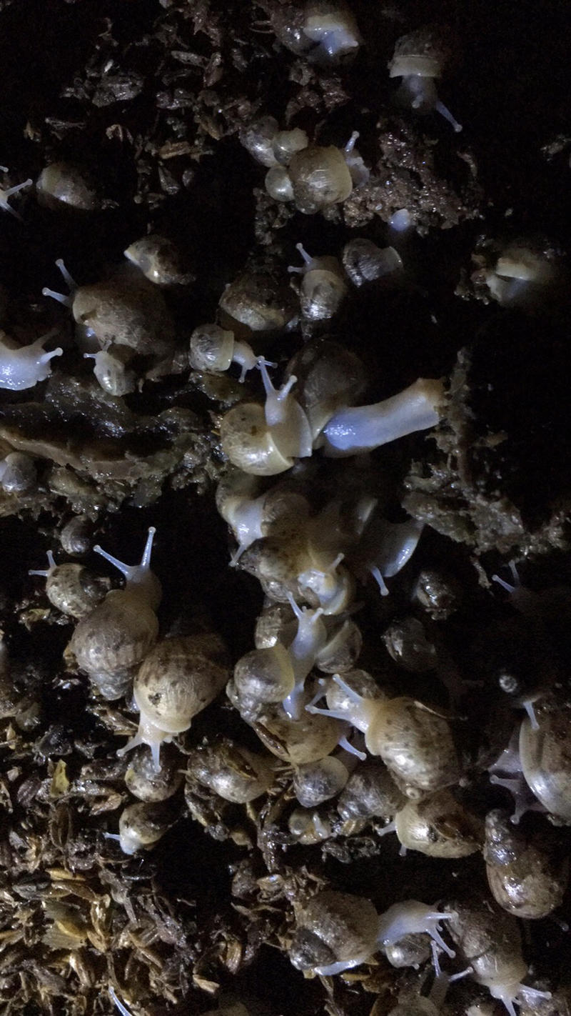 蜗牛幼白玉蜗牛活体小蜗牛龟鳖下单送饲料养殖场专供包技术