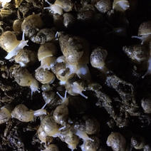 蜗牛幼白玉蜗牛活体小蜗牛龟鳖下单送饲料养殖场专供包技术