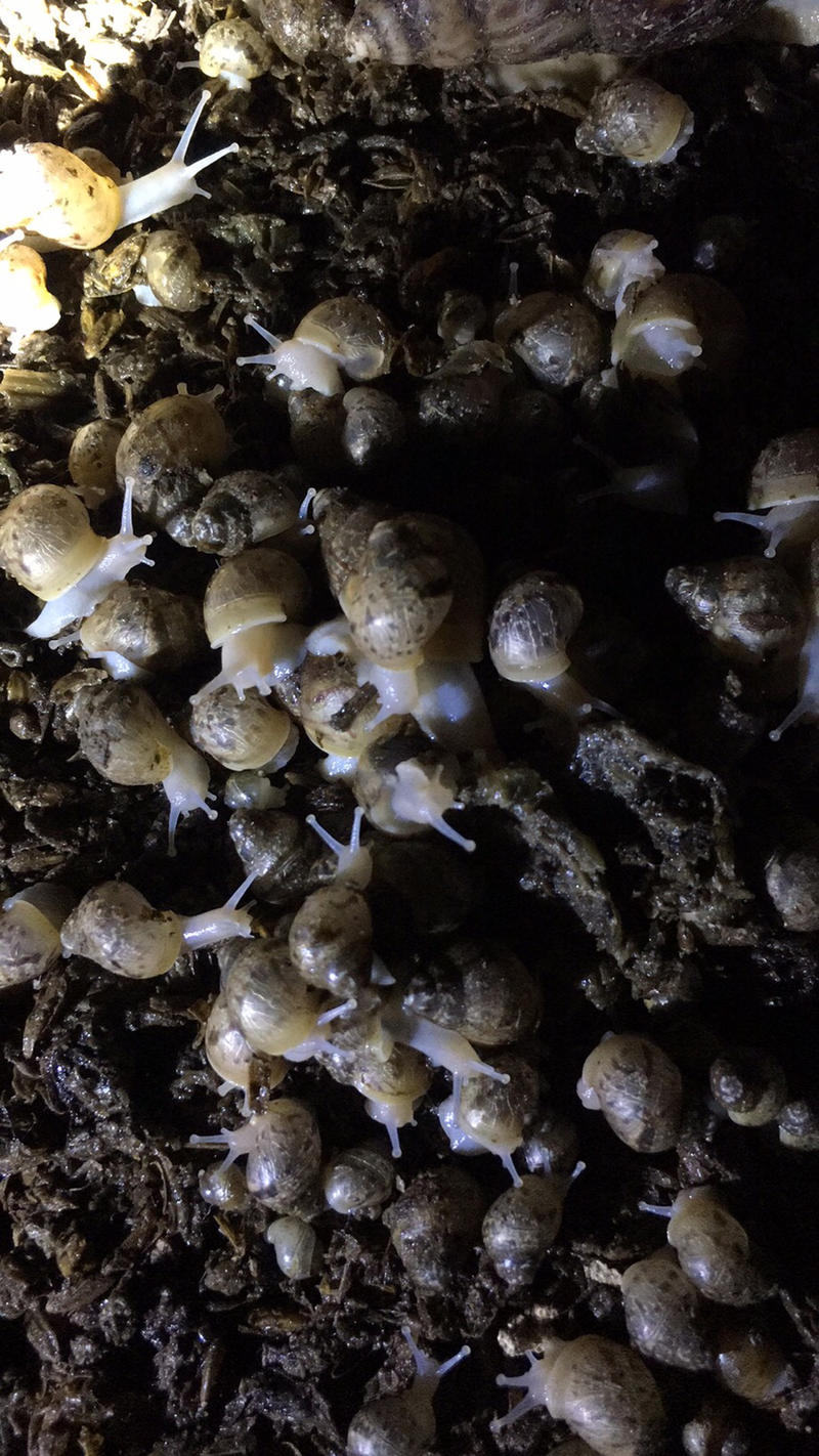 蜗牛幼白玉蜗牛活体小蜗牛龟鳖下单送饲料养殖场专供包技术