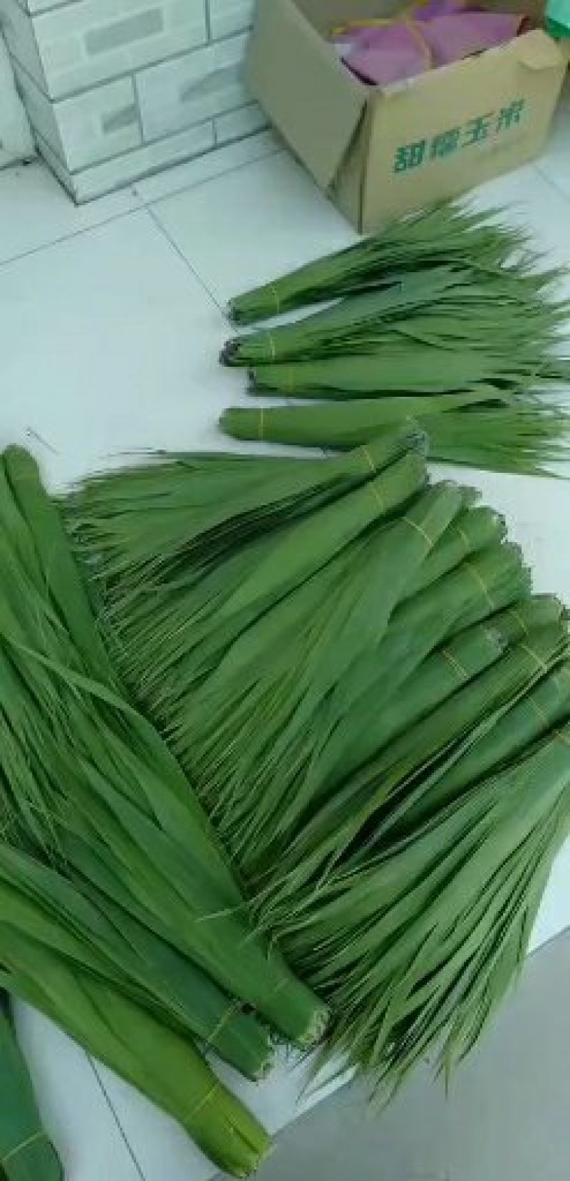 白洋淀芦苇叶