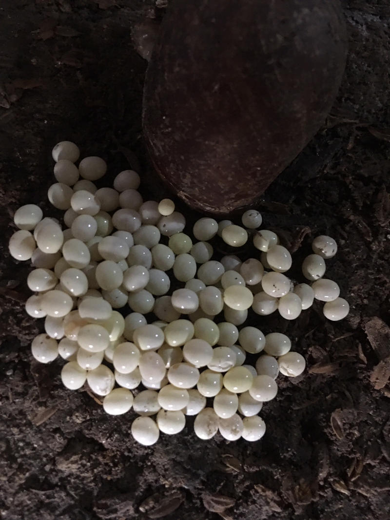 蜗牛幼白玉蜗牛活体小蜗牛龟鳖下单送饲料养殖场专供包技术