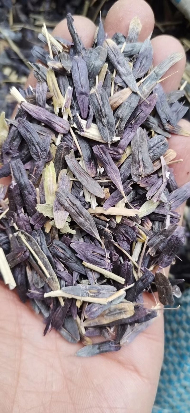 纯新板蓝根籽（小叶大叶都有）