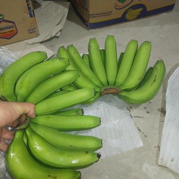 大量批发香蕉云南生蕉
