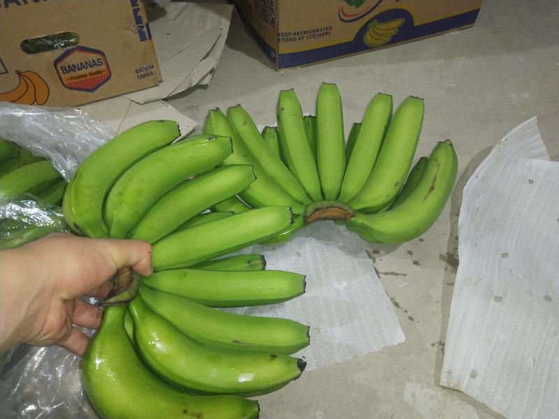 大量批发香蕉云南生蕉