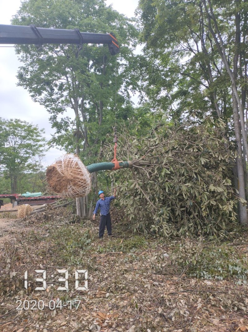 枇杷树，20公分，杆直冠圆，支持线上保障交易