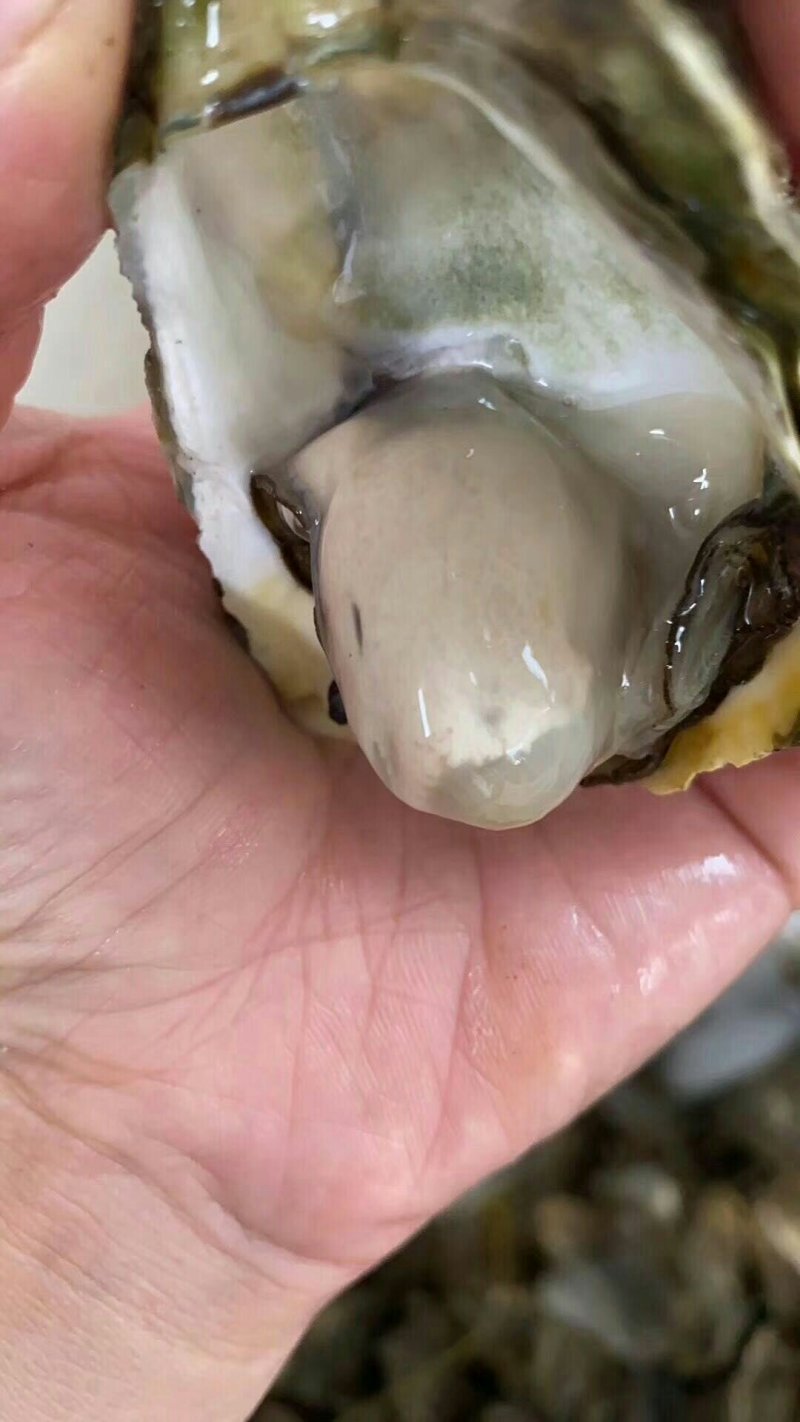 【生蚝】广东生蚝鲜活烧烤带壳牡蛎夜市烧烤蚝批发1元蚝
