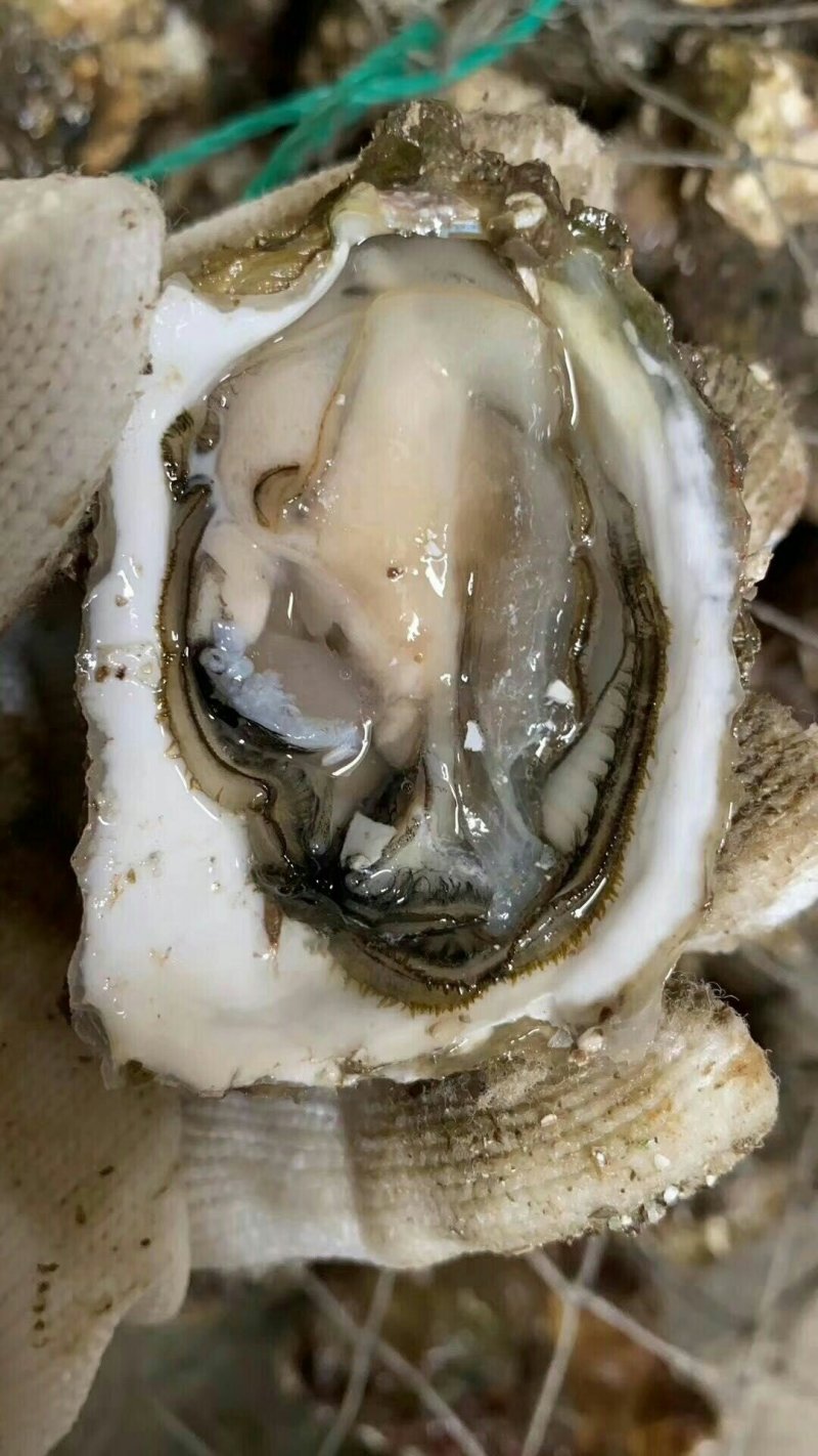 【生蚝】广东生蚝鲜活烧烤带壳牡蛎夜市烧烤蚝批发1元蚝