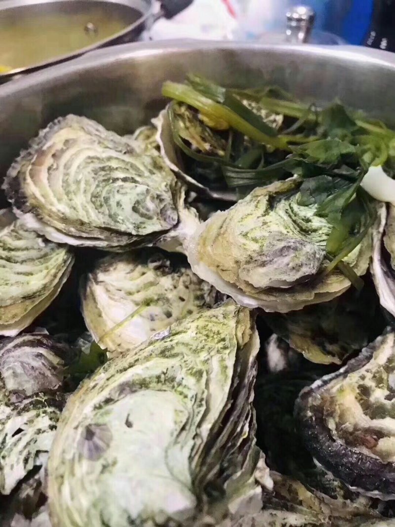 【生蚝】广东生蚝鲜活烧烤带壳牡蛎夜市烧烤蚝批发1元蚝
