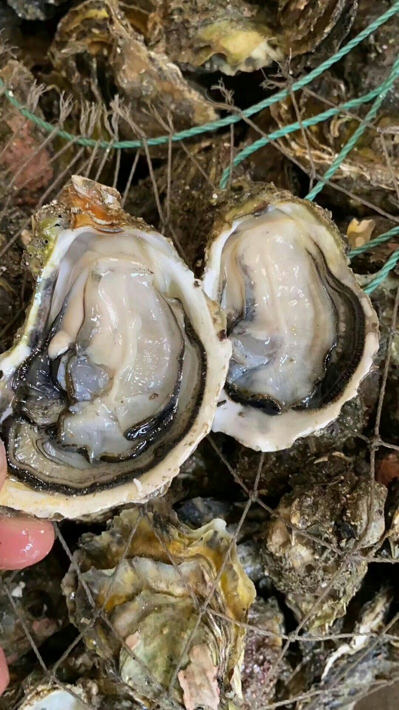【生蚝】广东生蚝鲜活烧烤带壳牡蛎夜市烧烤蚝批发1元蚝