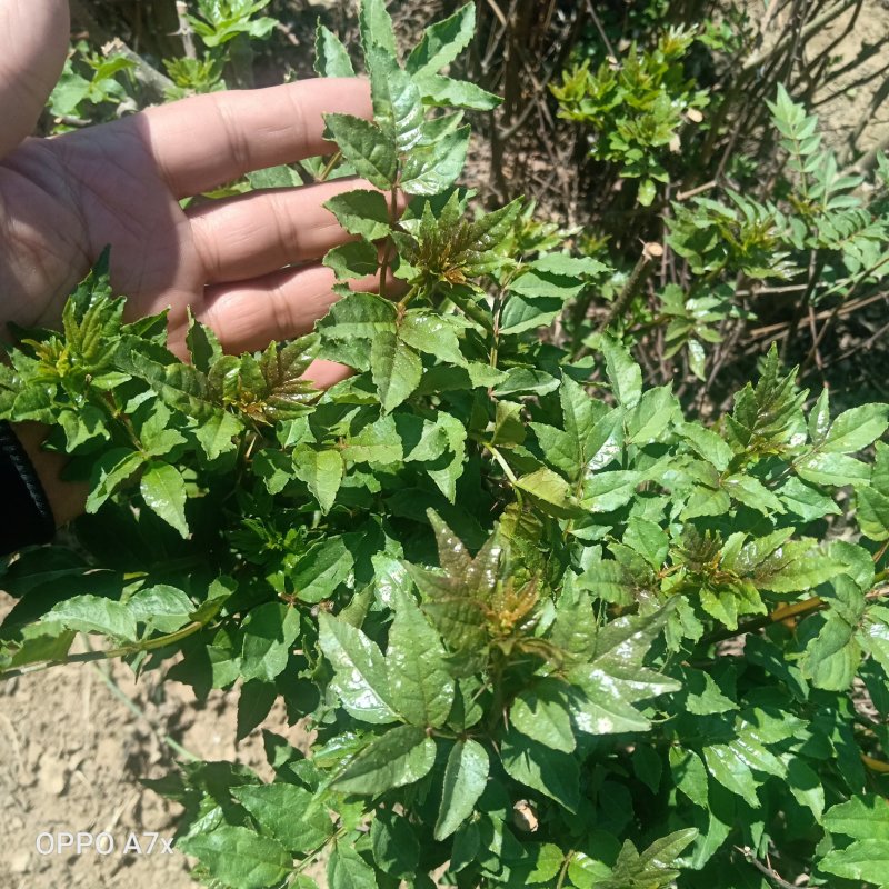 腌渍花椒芽