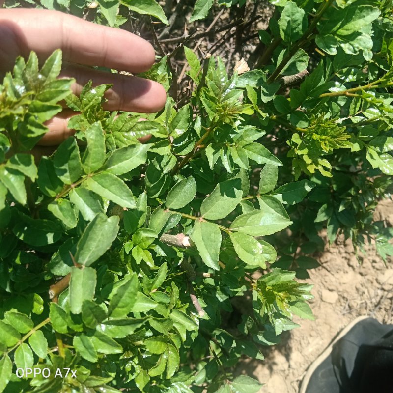 腌渍花椒芽