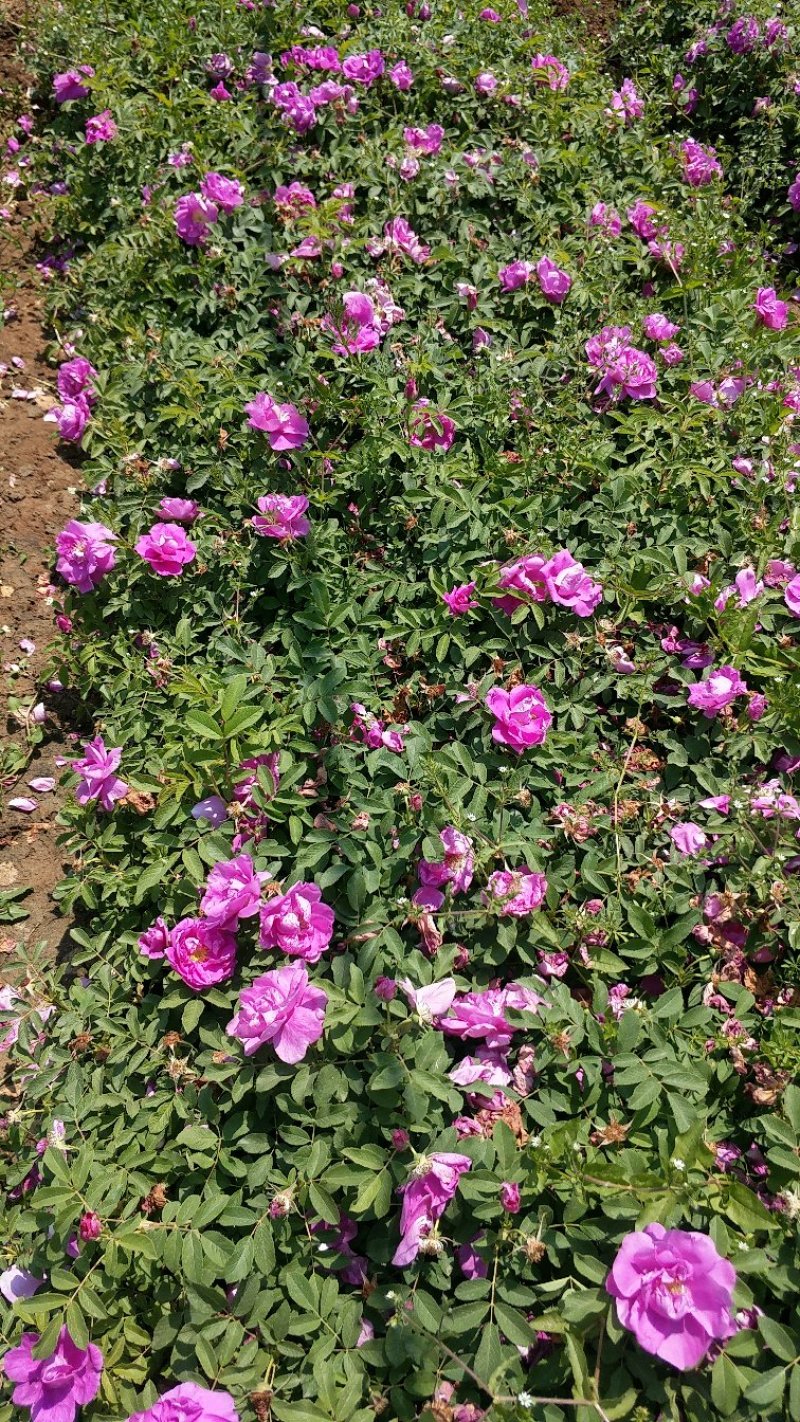 大花月季丰花月季月季批发老棵月季玫瑰花精品盆花