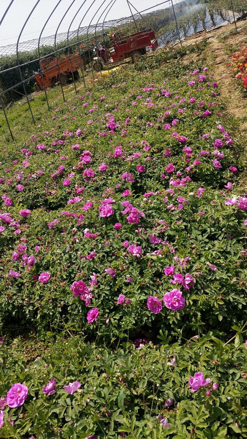 大花月季丰花月季月季批发老棵月季玫瑰花精品盆花