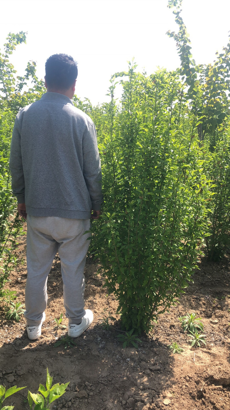 丛生木槿