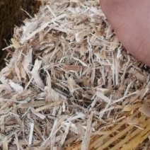 饲料-饲料原料-青贮-青贮草欢迎咨询采购下单