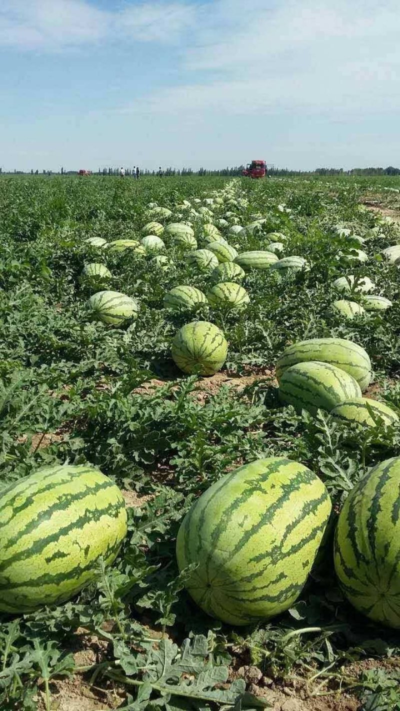 新疆西瓜吐鲁番哈密昌吉产地直供