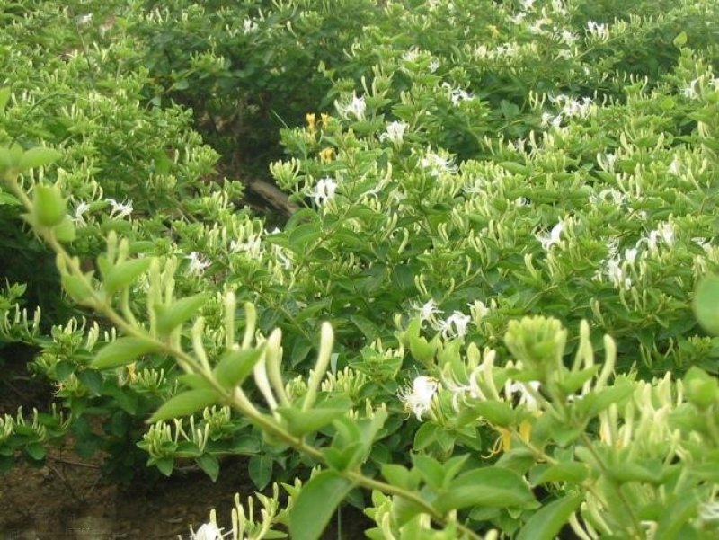 金银花