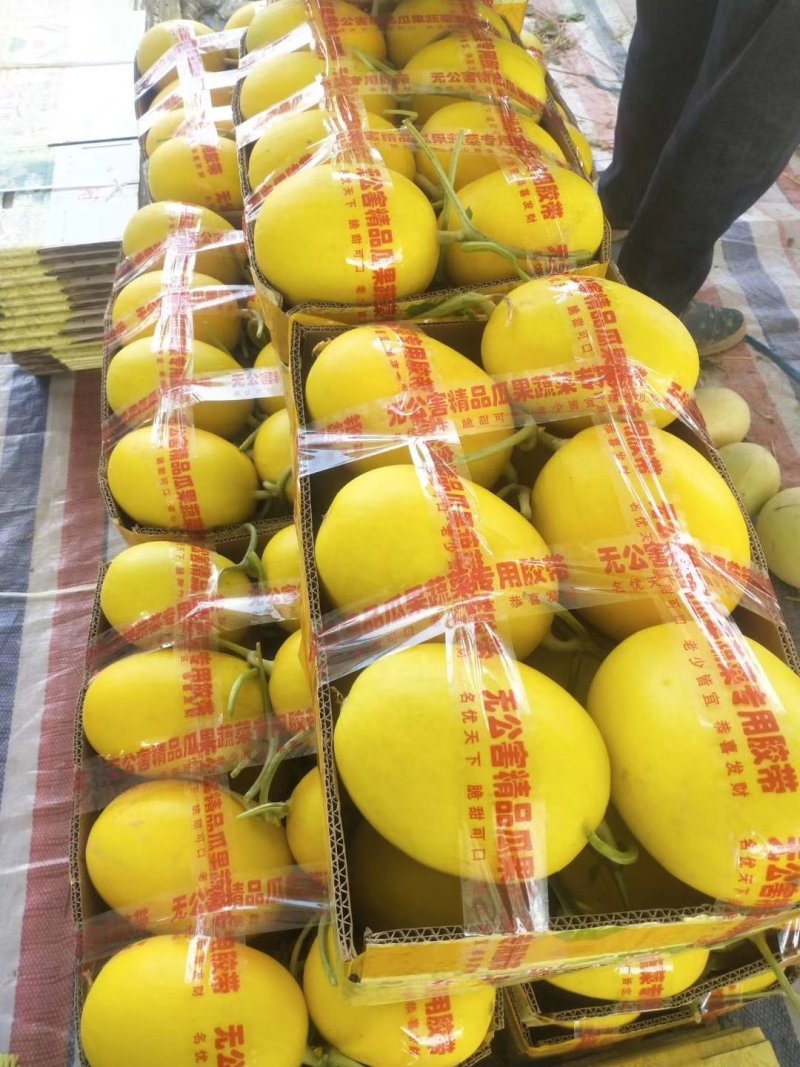 甜瓜香瓜红金密成熟度好品种多有要的联系代发全国