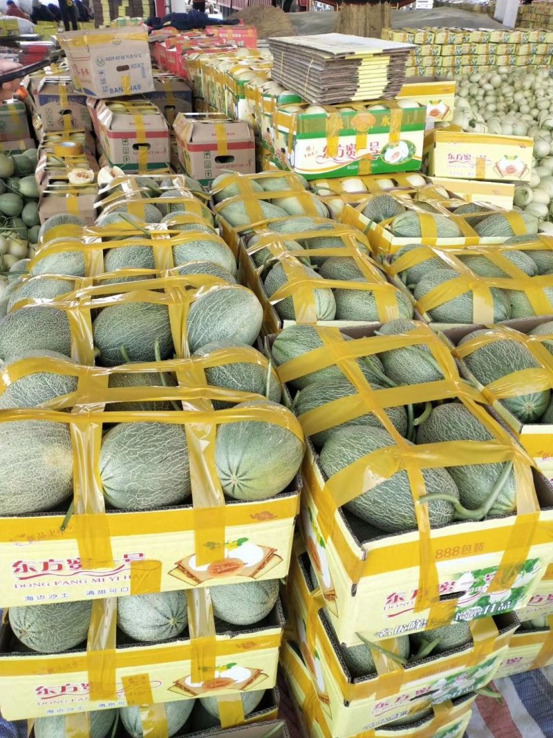 甜瓜香瓜红金密成熟度好品种多有要的联系代发全国