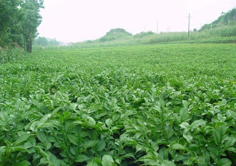 芋农闲魔芋田苗后一年生阔叶科禾本磨芋除草剂云南贵州四川