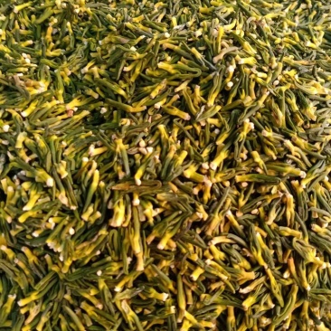 莲子芯！高中低档规格齐全！整件物流包邮！价格优！