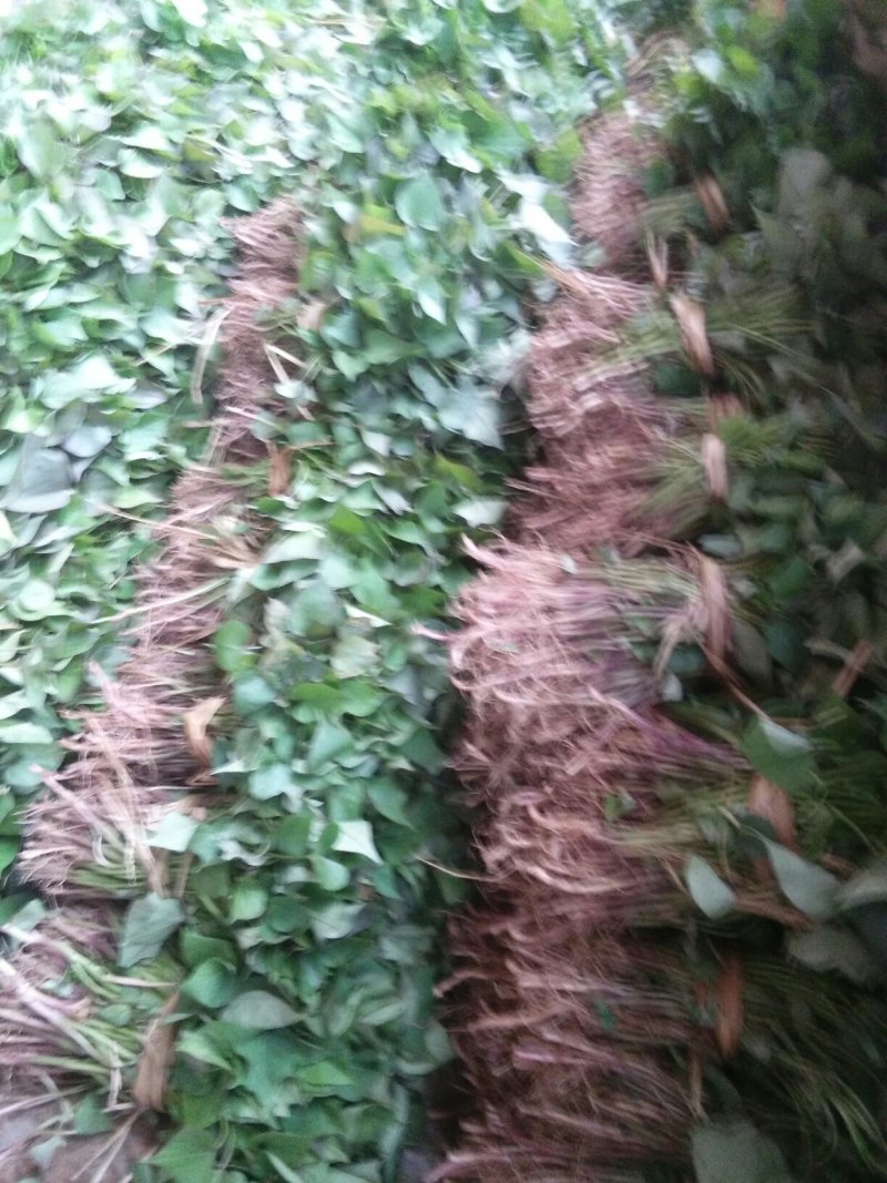 大量出售红薯苗多买优惠