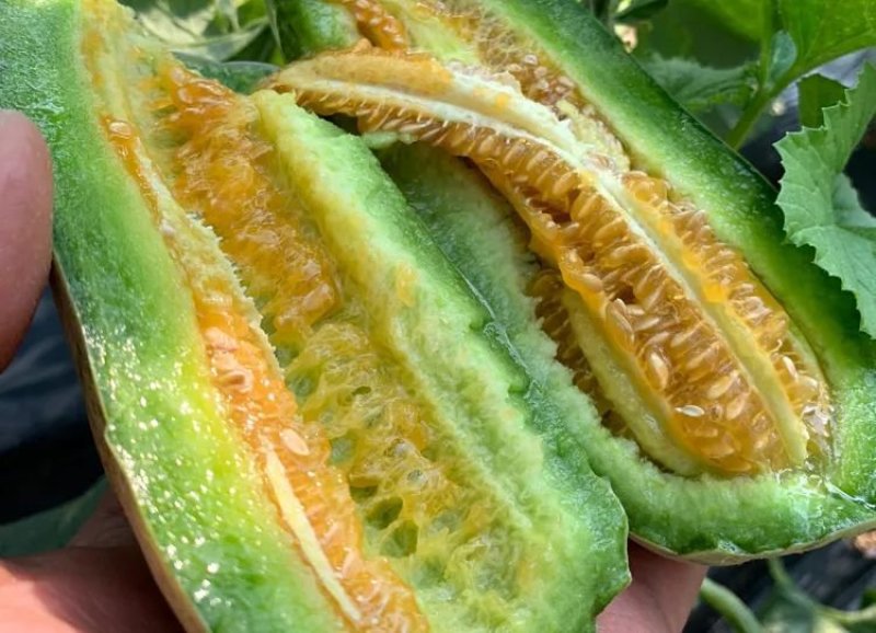 羊角蜜，羊角脆，甜瓜香瓜山东甜瓜香瓜