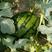 早春红玉西瓜，大量上市，产地直销，货源充足，保质保量。