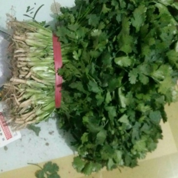 大叶香菜