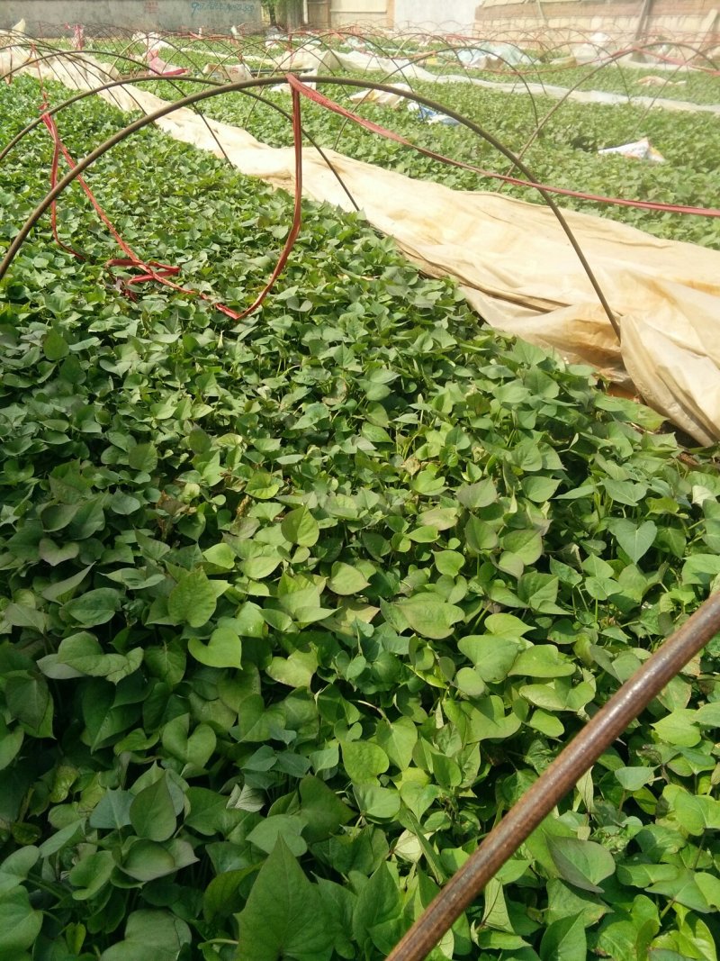 大量出售红薯苗多买优惠