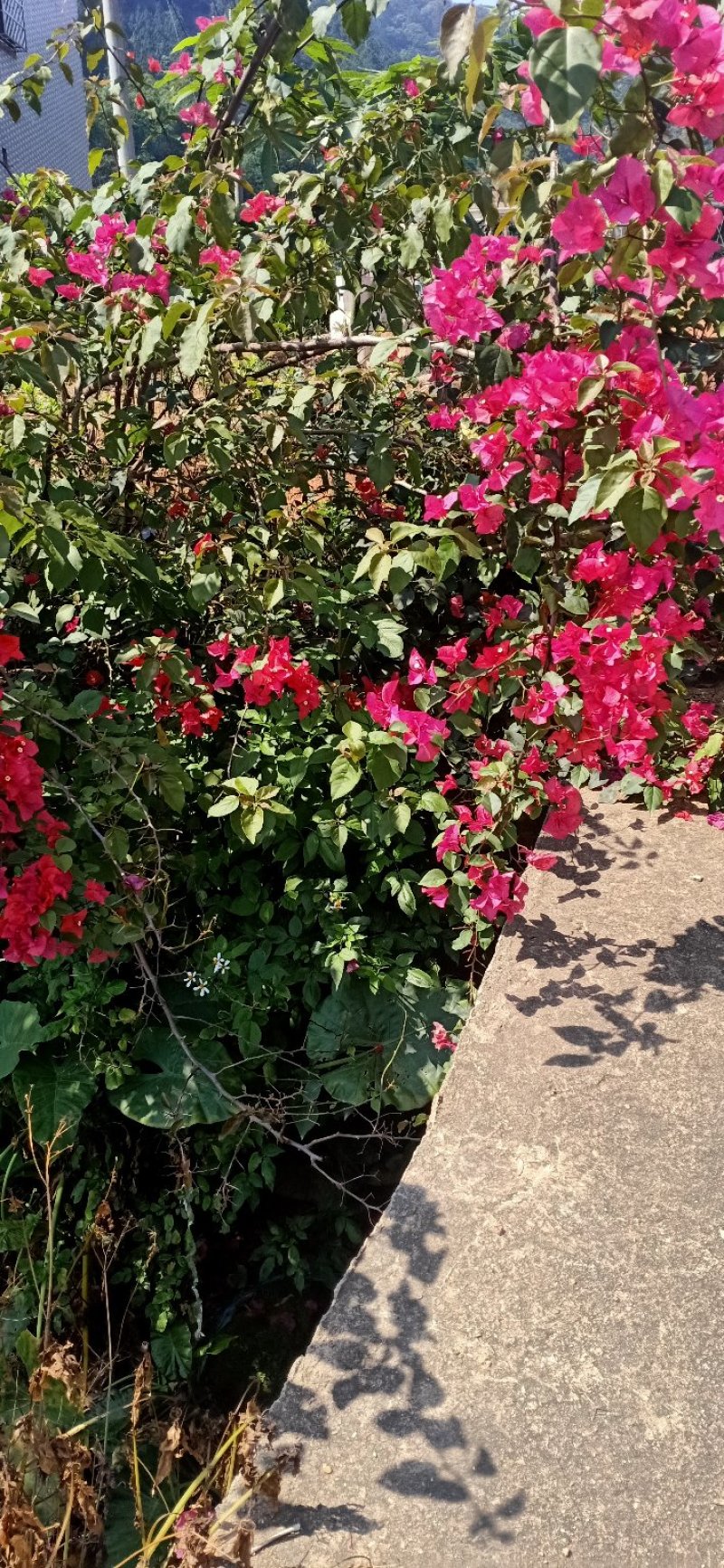 三角梅直径4到5公分（带花苞），同安红三角梅