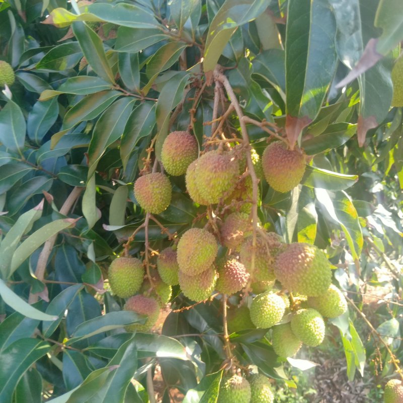 妃子笑荔枝